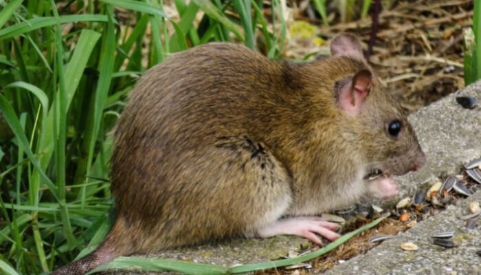 Guía fácil para el control de una plaga de ratas
