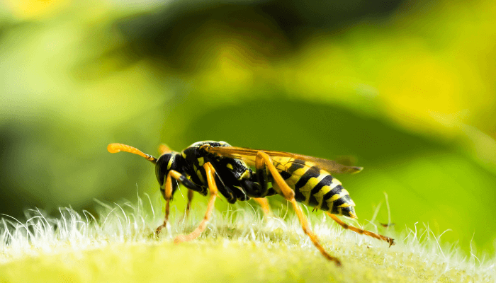 Control de plagas de avispas en Madrid: Una guía completa para deshacerse de las avispas